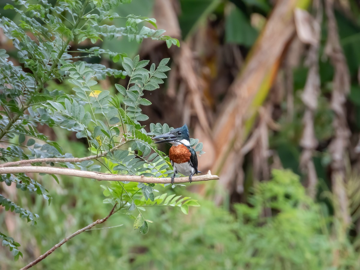 Amazon Kingfisher - ML622120324