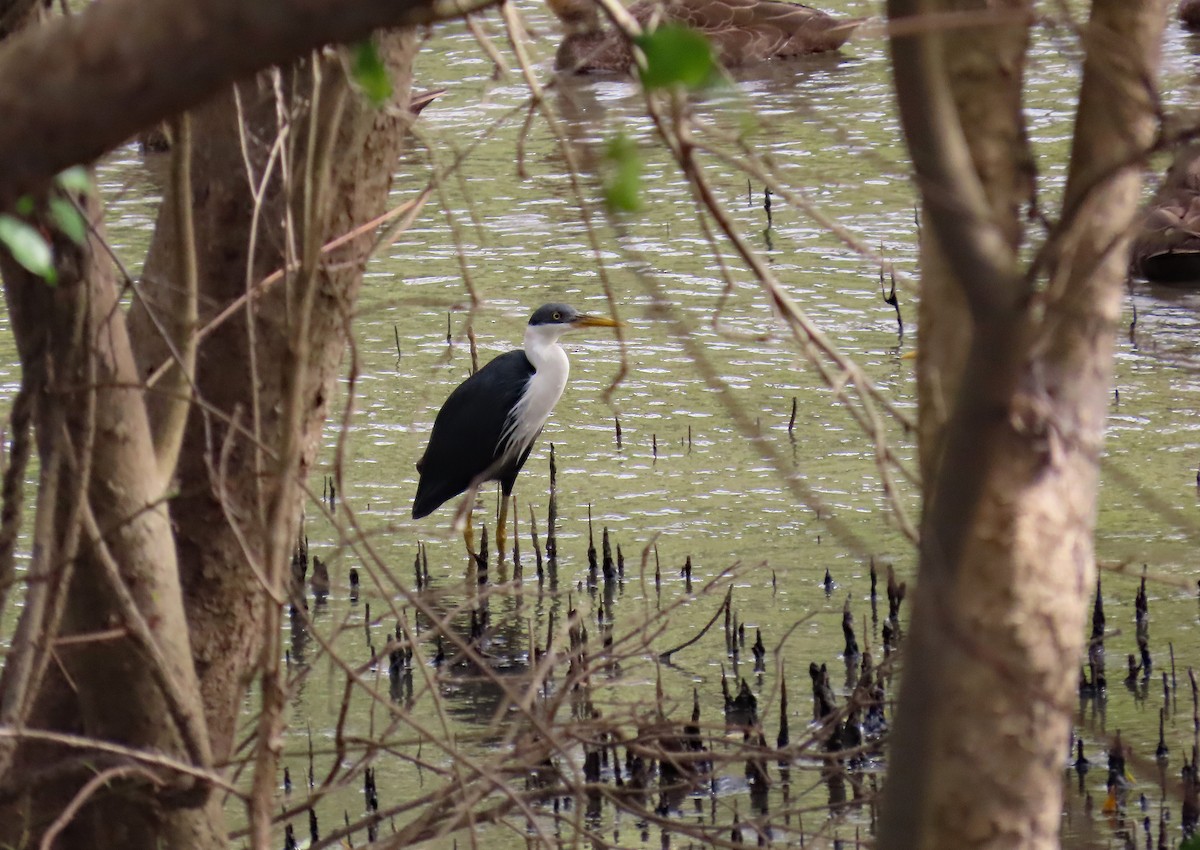 Pied Heron - ML622120325