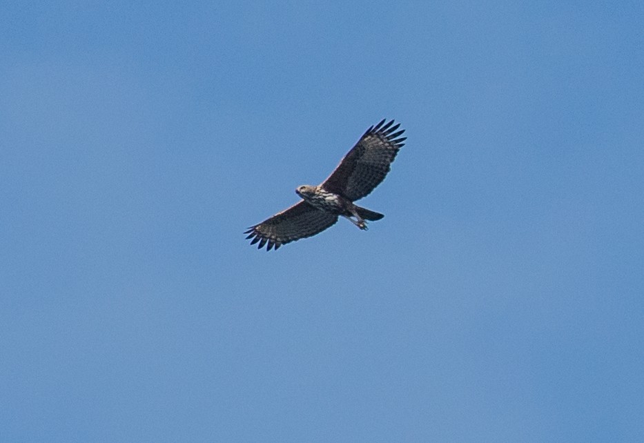 Changeable Hawk-Eagle - ML622120327