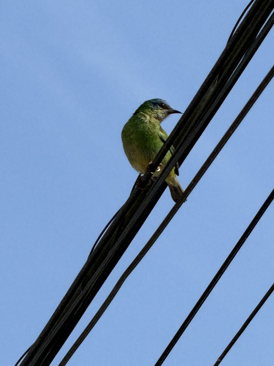 Blue Dacnis - ML622120328