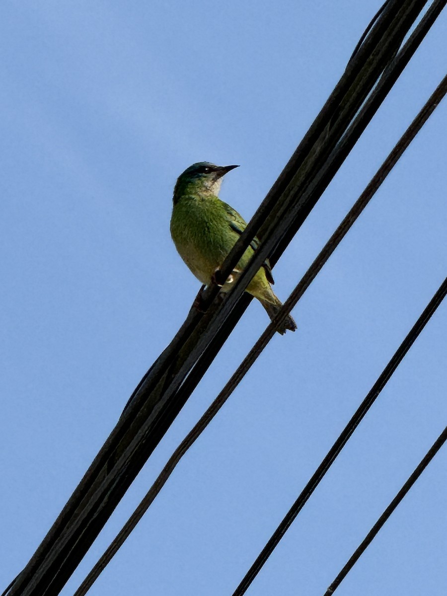 Blue Dacnis - ML622120329