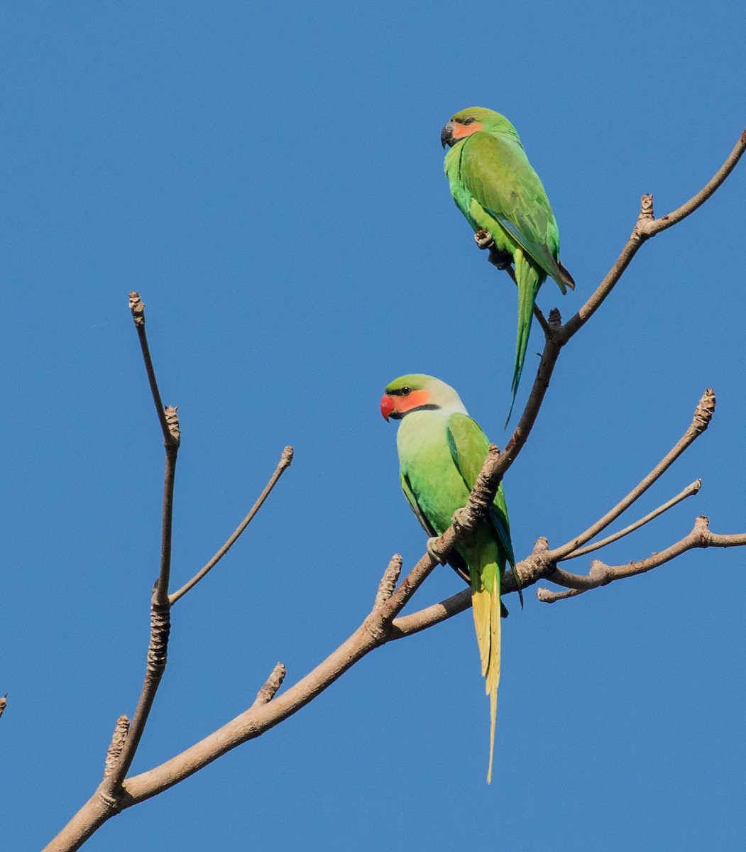 Long-tailed Parakeet - ML622120330