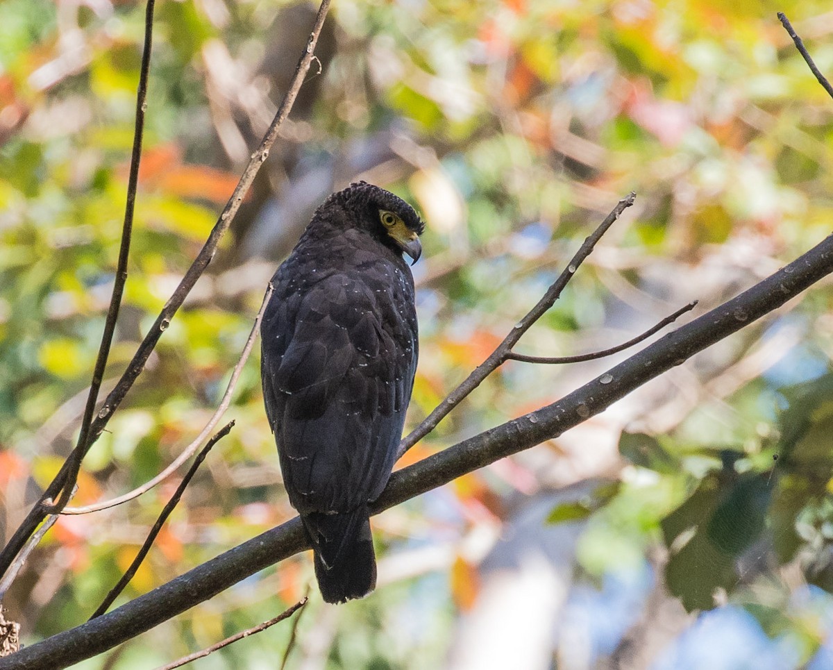 Andaman Serpent-Eagle - Thomas Job