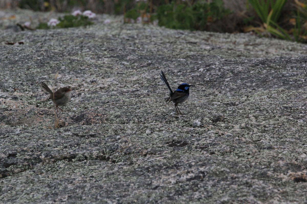 Superb Fairywren - ML622120359