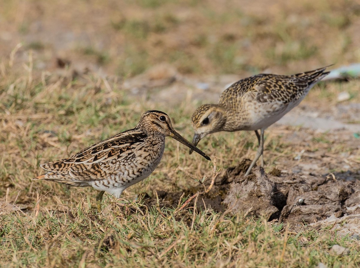 Pacific Golden-Plover - ML622120371