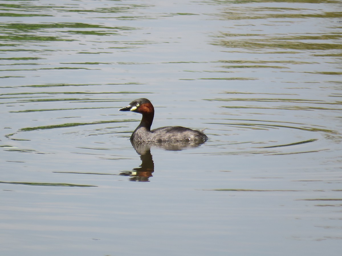 Little Grebe (Little) - ML622120390