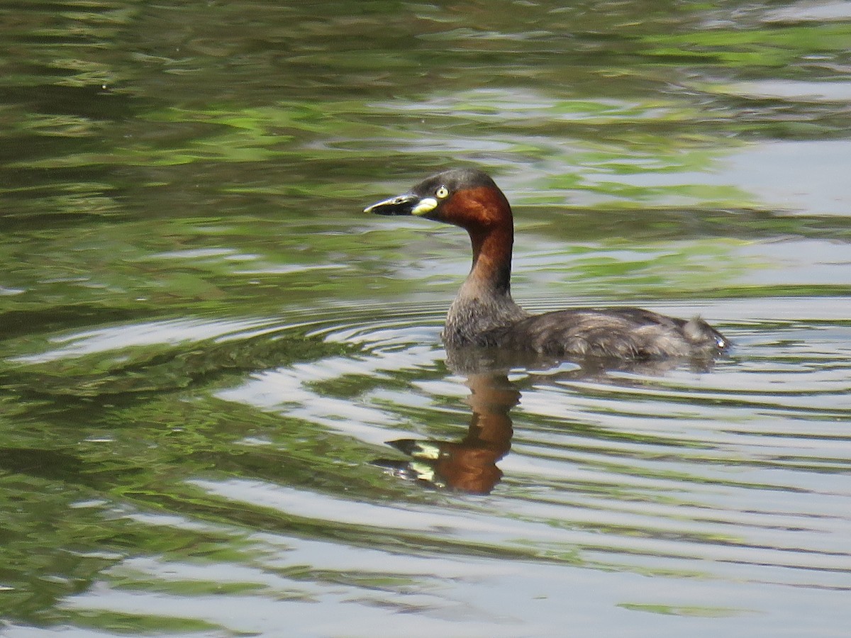 Little Grebe (Little) - ML622120391