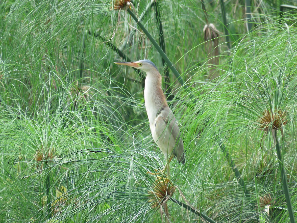 Yellow Bittern - ML622120401