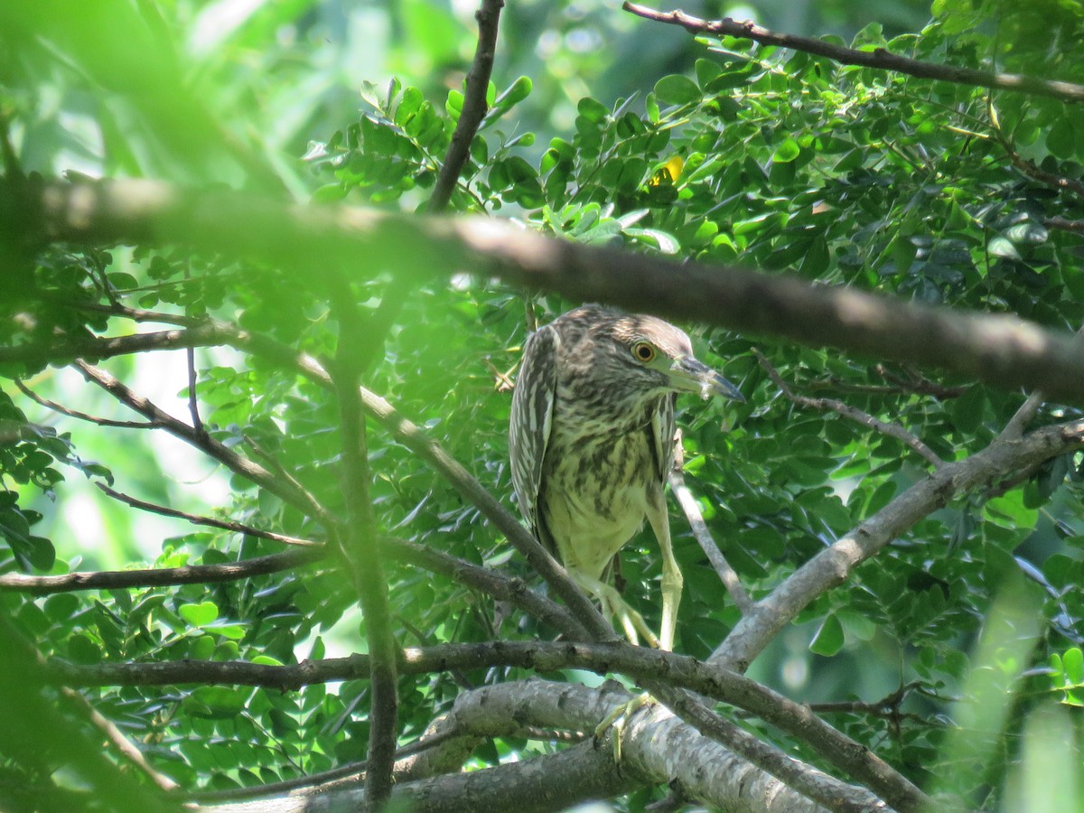 Black-crowned Night Heron (Eurasian) - ML622120404