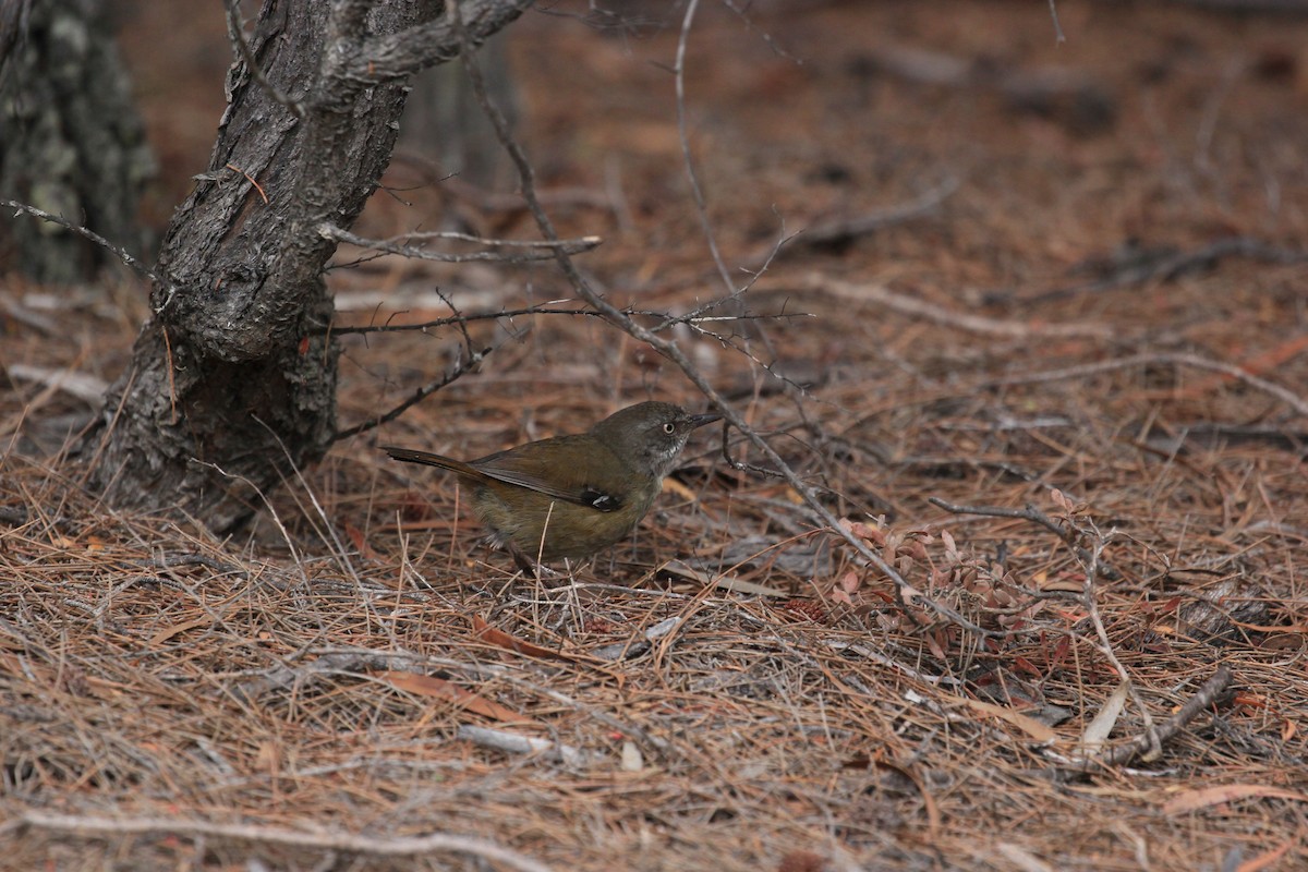 Tasmanian Scrubwren - ML622120409