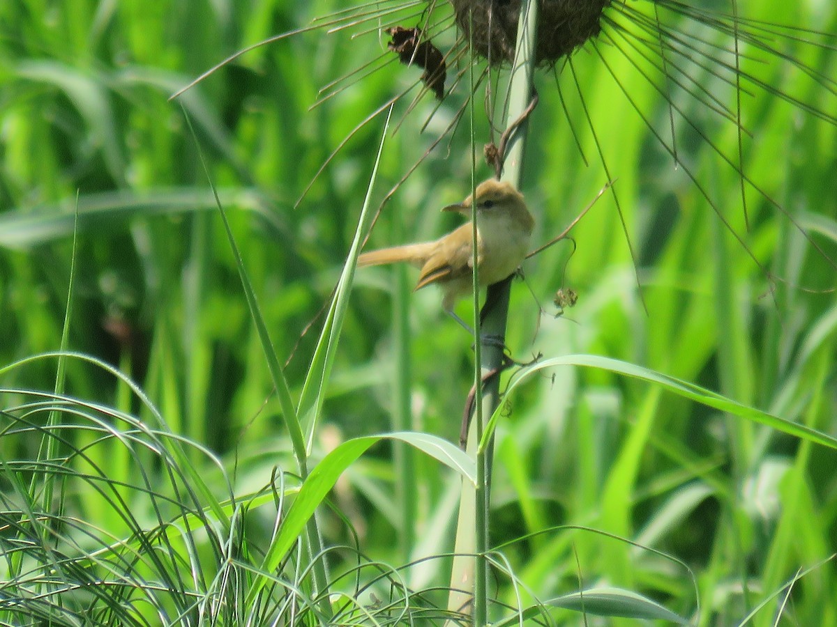 Clamorous Reed Warbler (Brown) - ML622120413