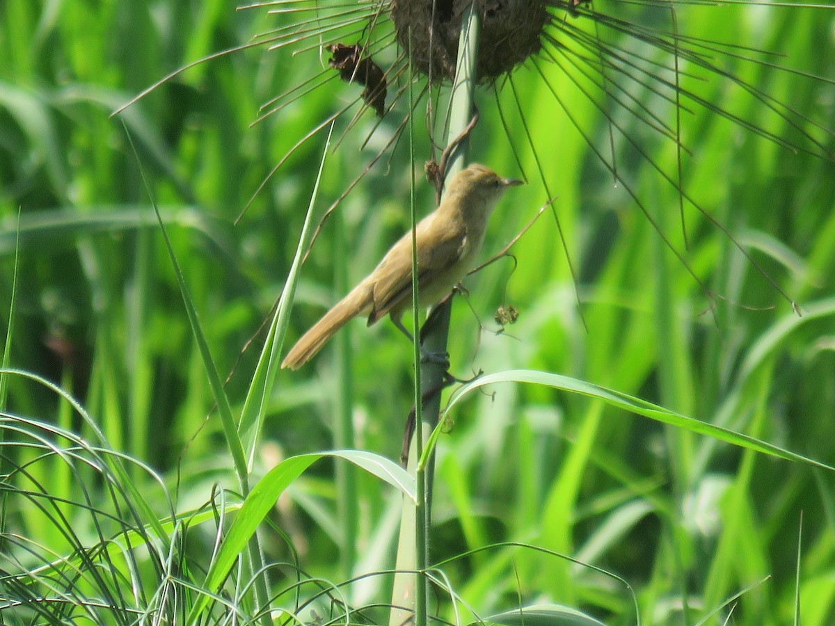 Clamorous Reed Warbler (Brown) - ML622120414