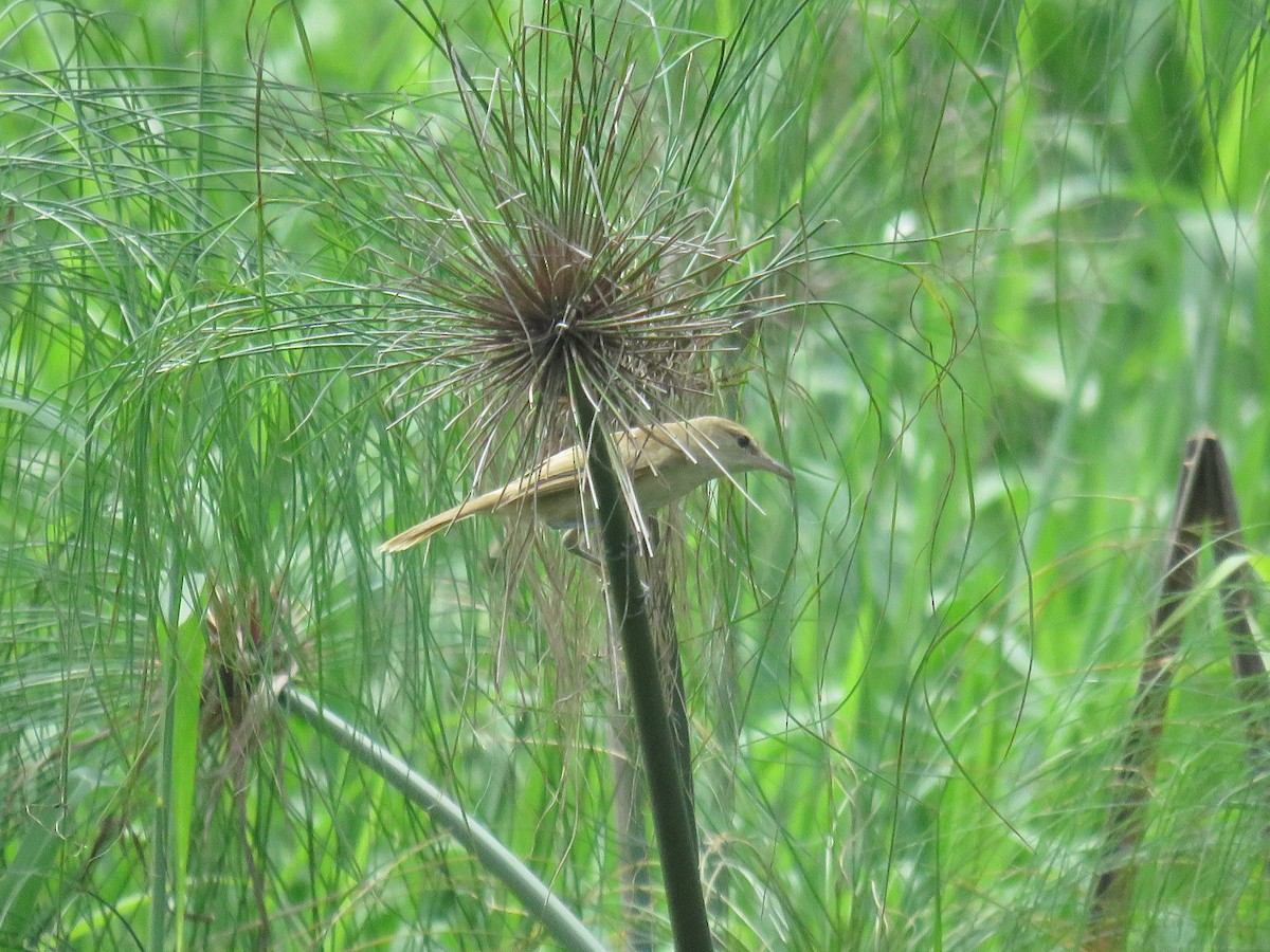 Clamorous Reed Warbler (Brown) - ML622120415