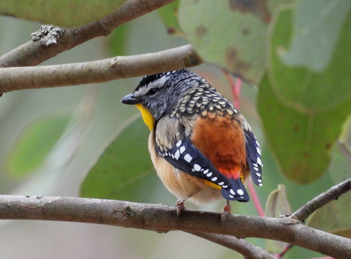 Spotted Pardalote - Joanne Thompson