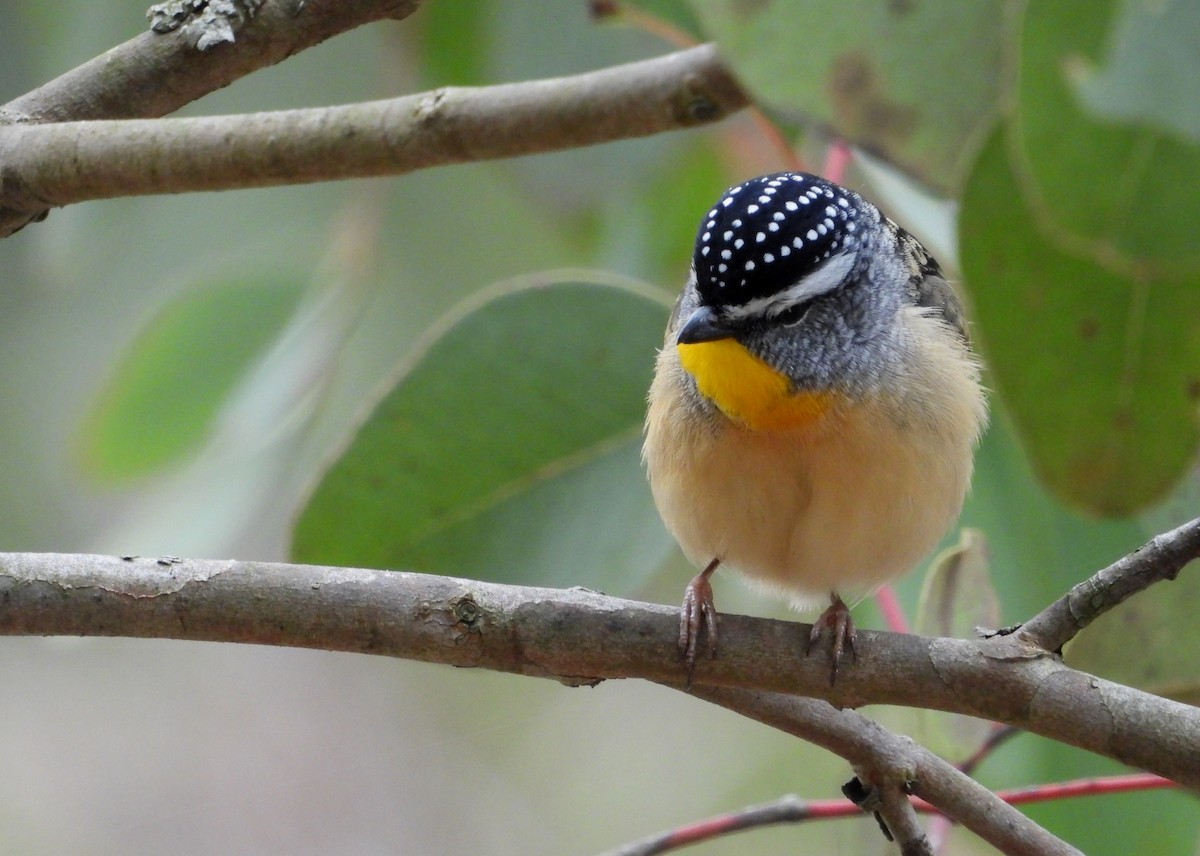 Spotted Pardalote - Joanne Thompson