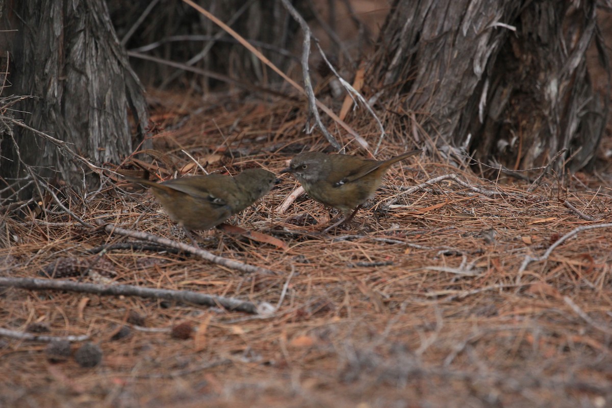 Tasmanian Scrubwren - ML622120422