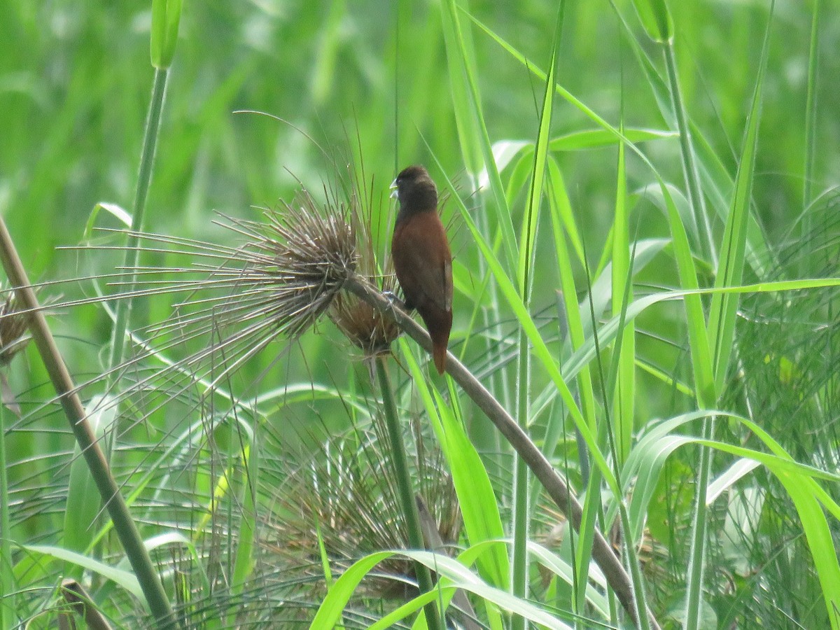 Chestnut Munia - ML622120423