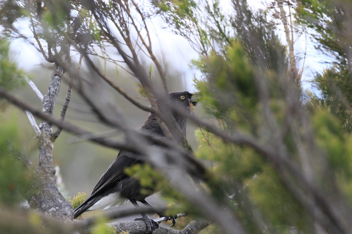 Gray Currawong (Clinking) - ML622120428