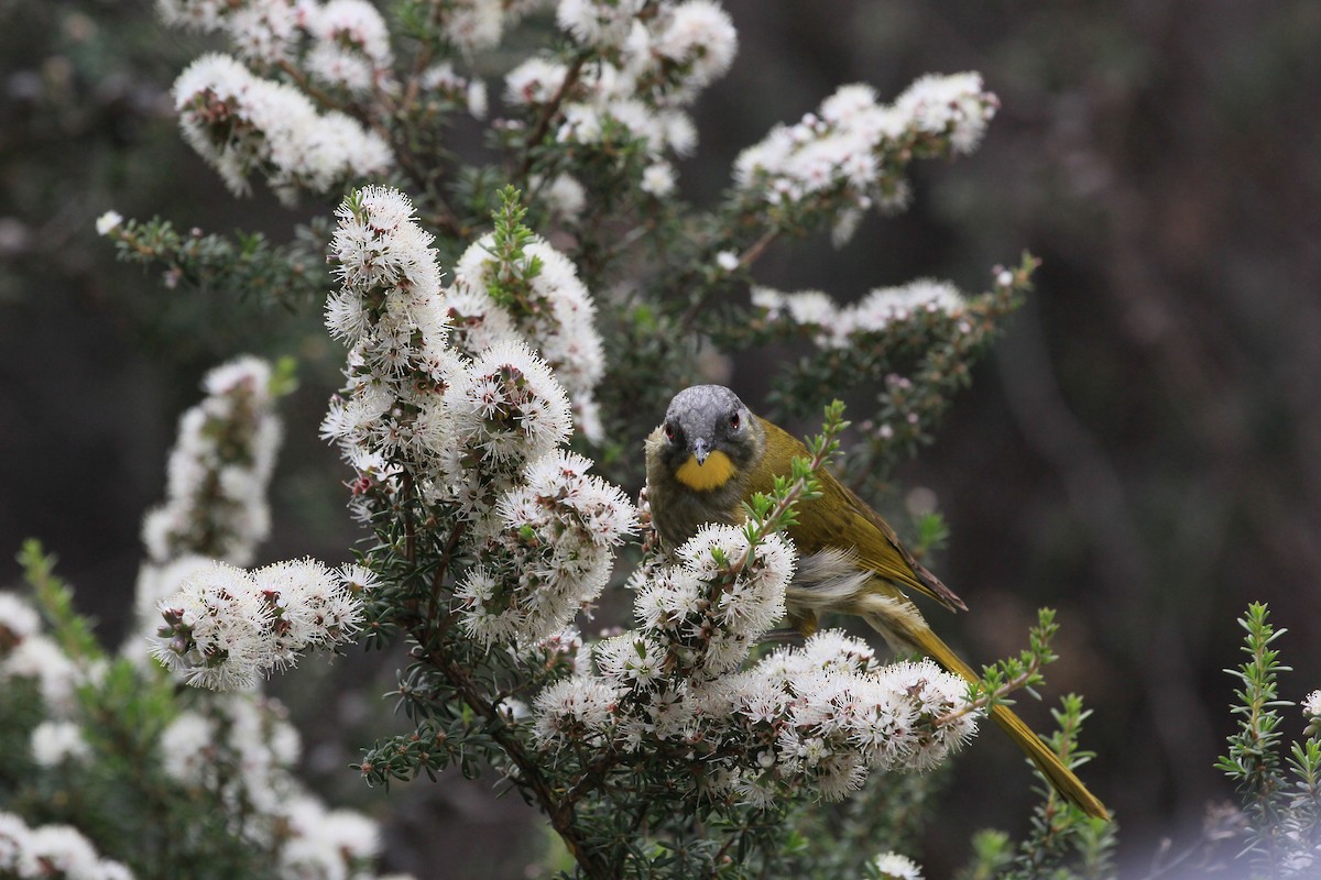 Yellow-throated Honeyeater - ML622120430