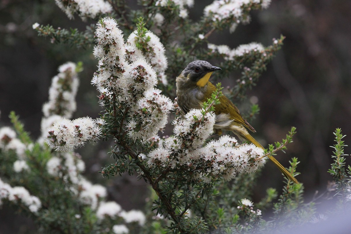 Yellow-throated Honeyeater - ML622120433