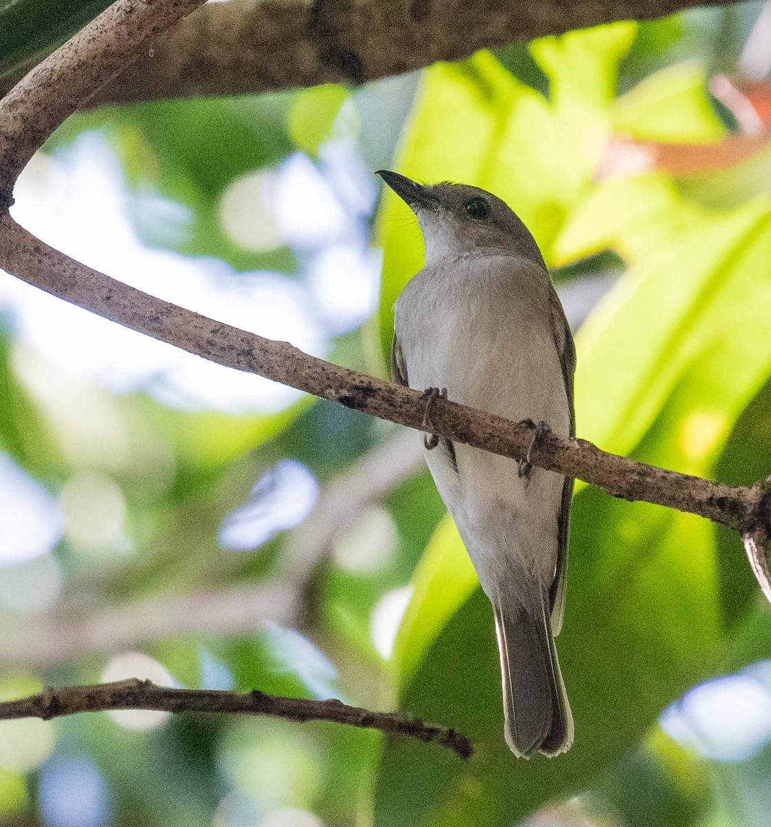 Mangrove Whistler - ML622120434