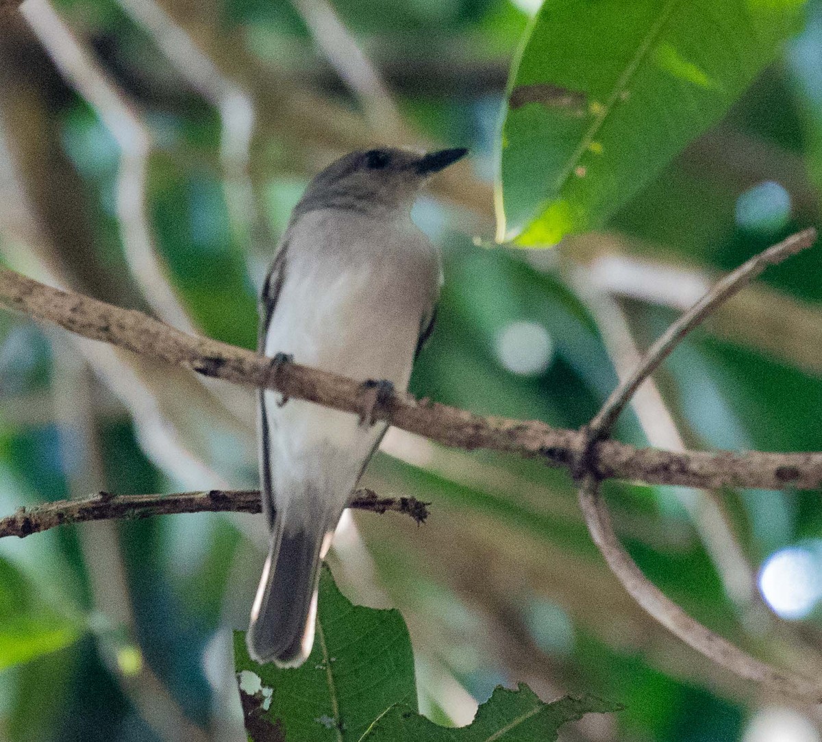 Mangrove Whistler - ML622120435