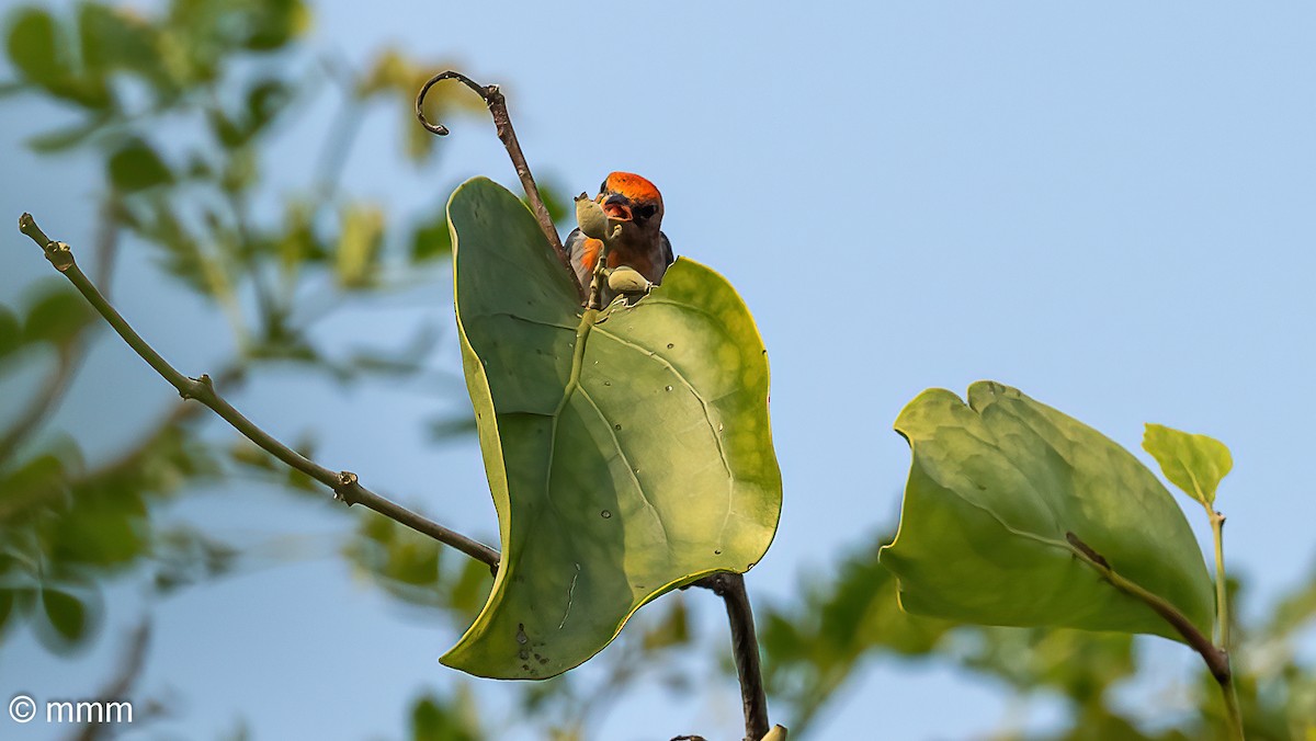 Scarlet-headed Flowerpecker - ML622120464