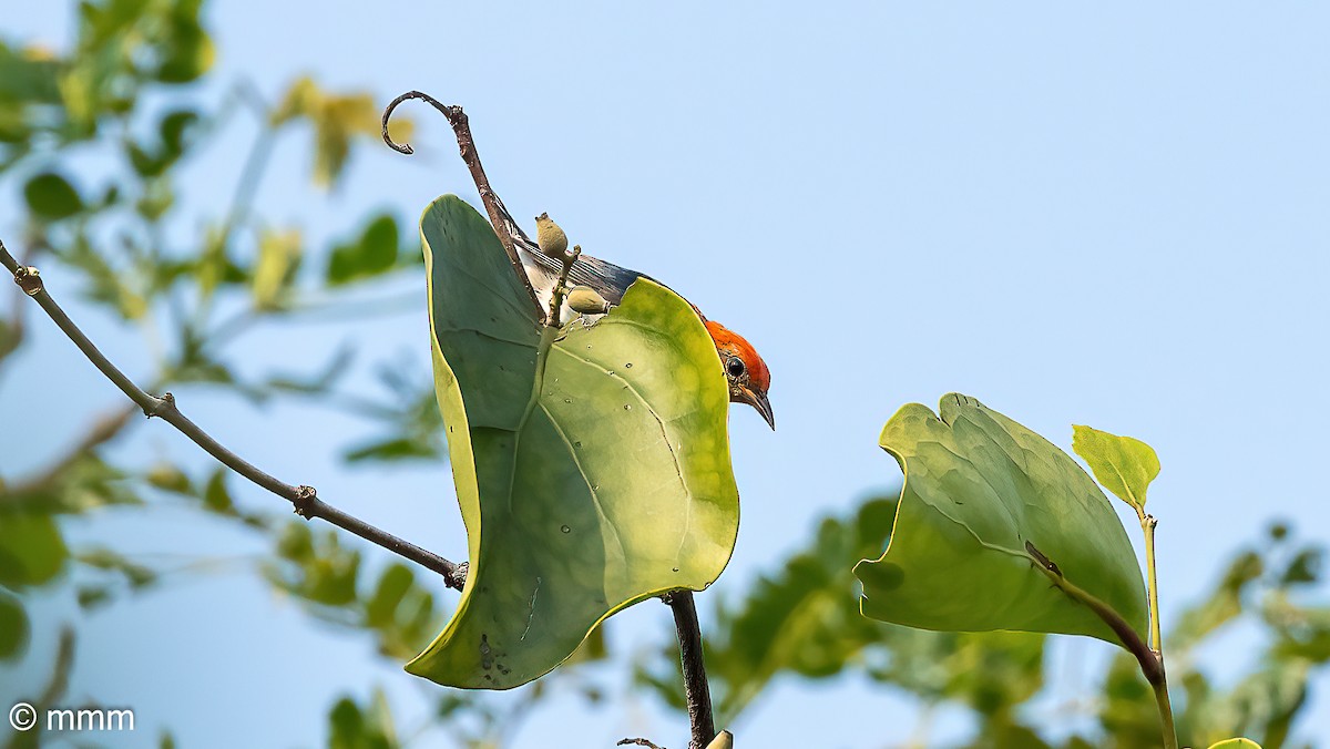 Scarlet-headed Flowerpecker - ML622120465