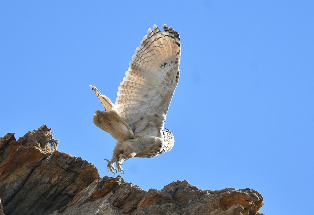 Eurasian Eagle-Owl - Rofikul Islam