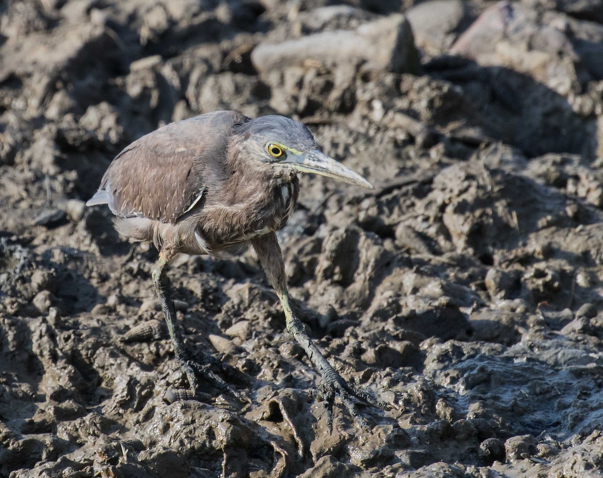 Striated Heron - ML622120493