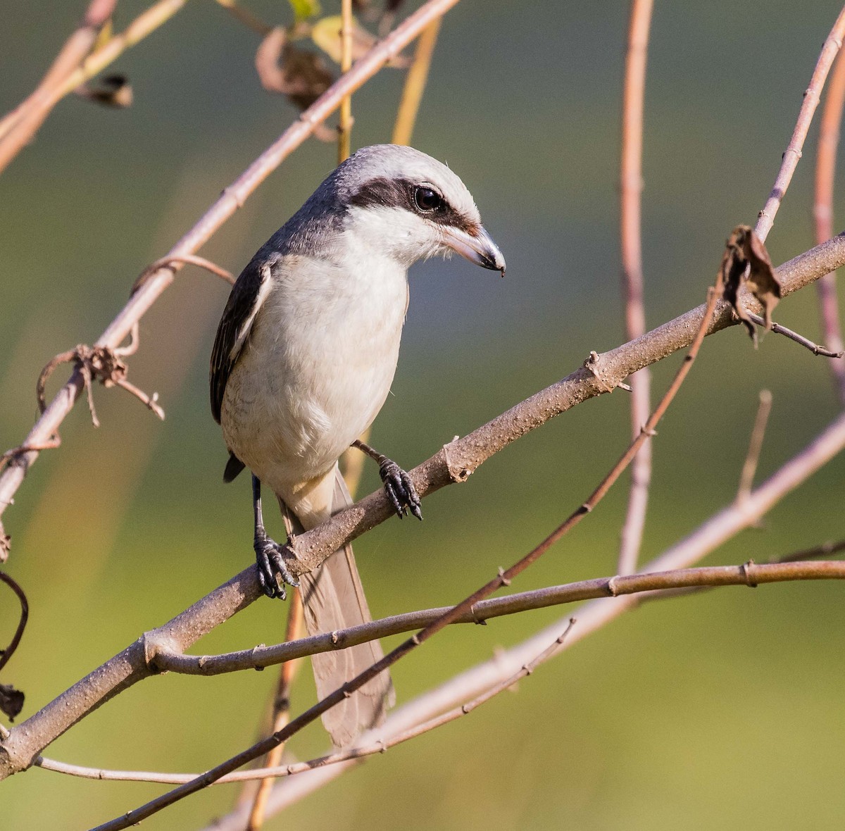 Brown Shrike (Philippine) - ML622120502