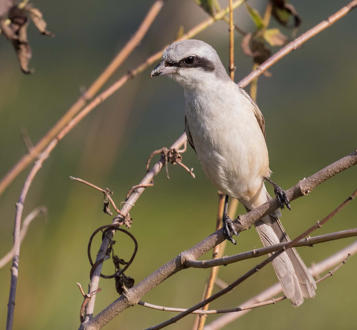 Brown Shrike (Philippine) - ML622120503