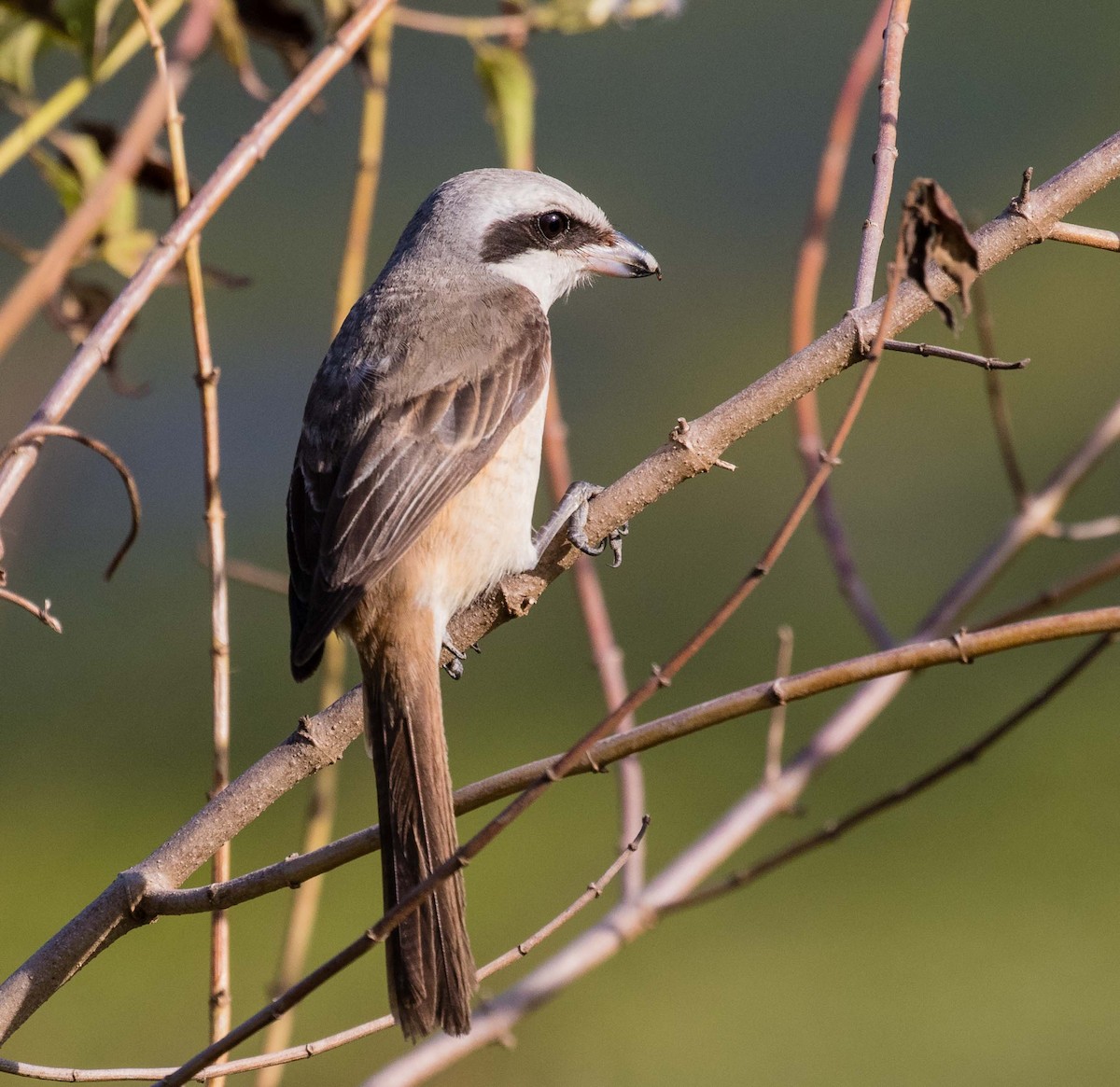 Brown Shrike (Philippine) - ML622120504