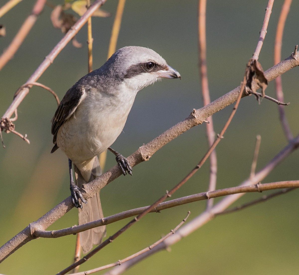 Brown Shrike (Philippine) - ML622120505