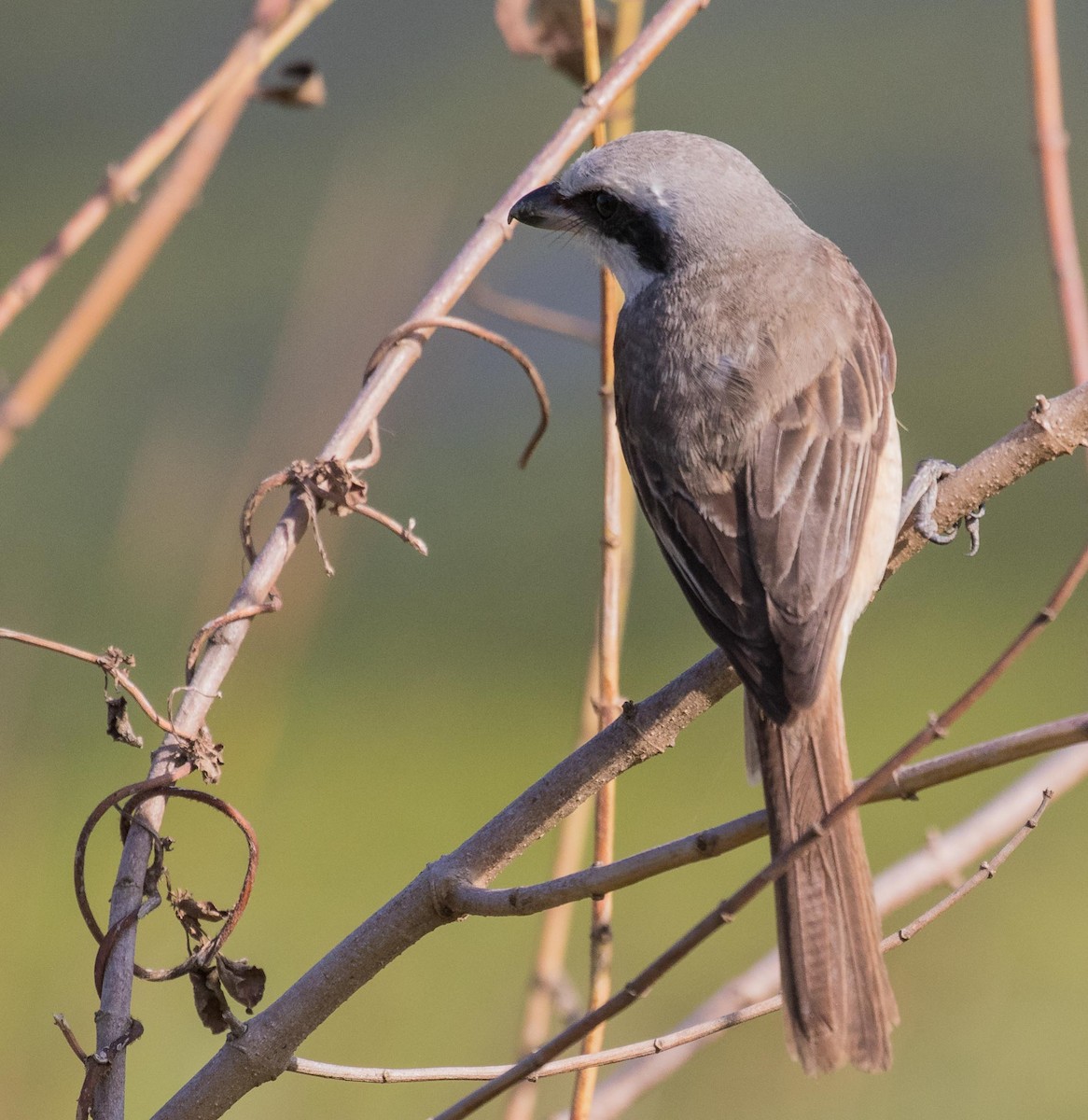 Brown Shrike (Philippine) - ML622120506