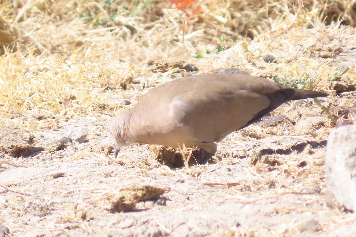 Black-winged Ground Dove - ML622120510