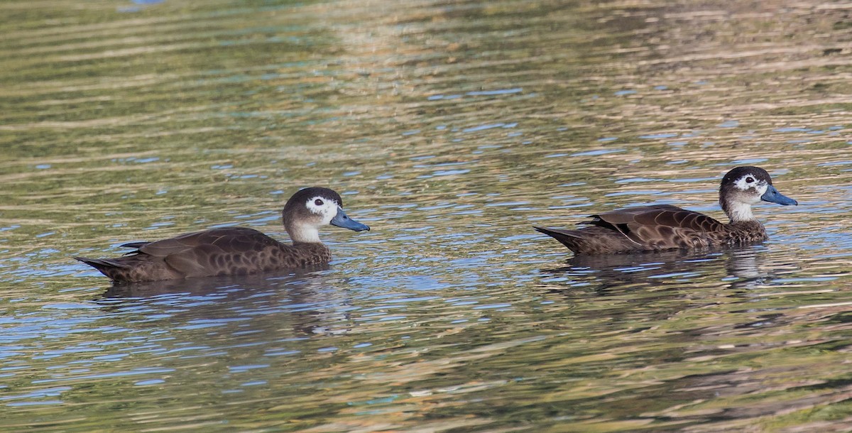 Andaman Teal - Thomas Job