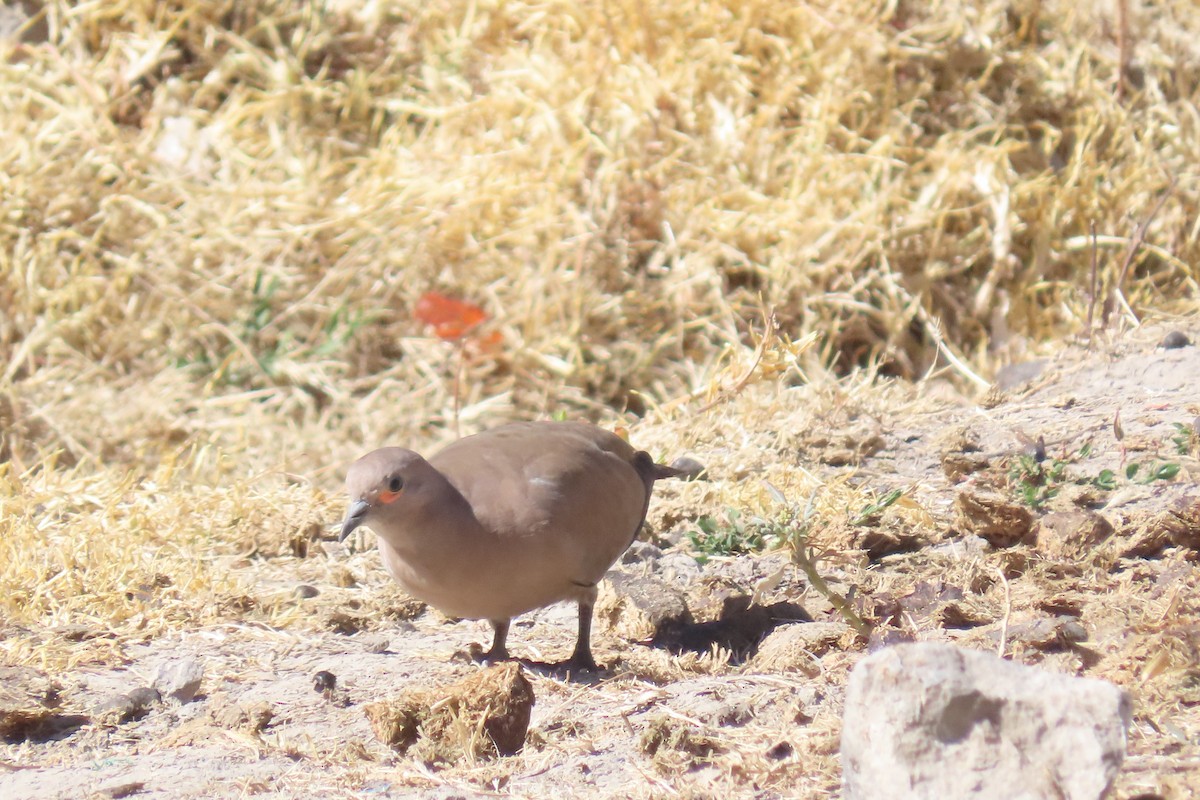 Black-winged Ground Dove - ML622120515