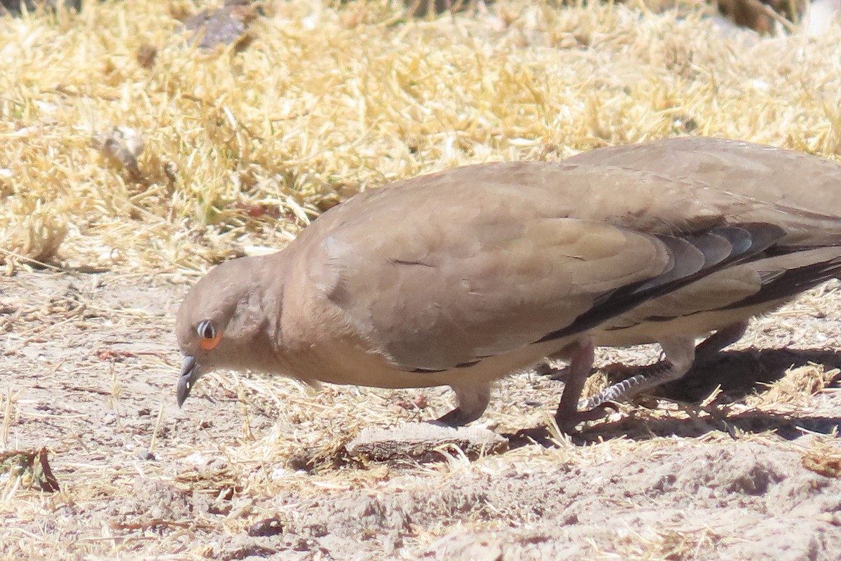 Black-winged Ground Dove - ML622120516