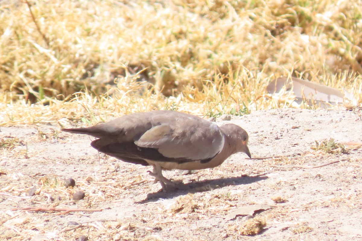 Black-winged Ground Dove - ML622120517