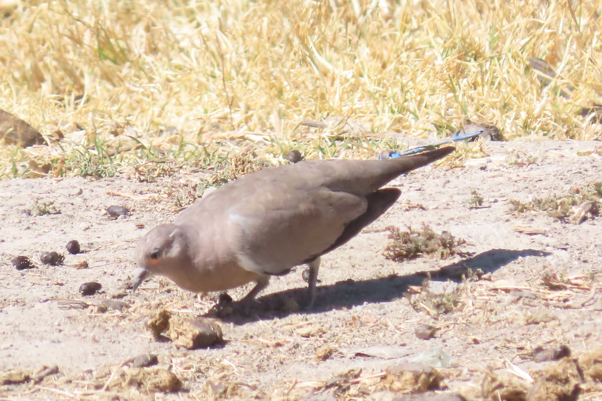 Black-winged Ground Dove - ML622120518