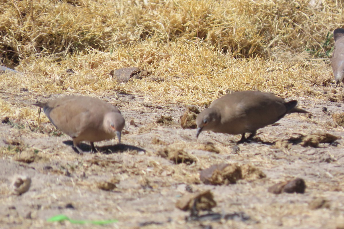 Black-winged Ground Dove - ML622120519