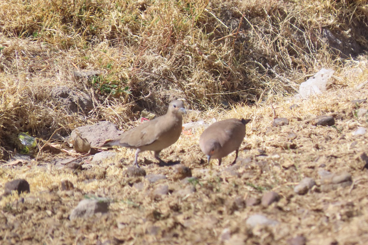 Black-winged Ground Dove - ML622120520