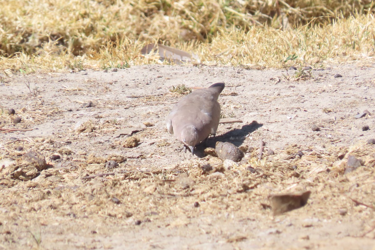 Black-winged Ground Dove - ML622120521