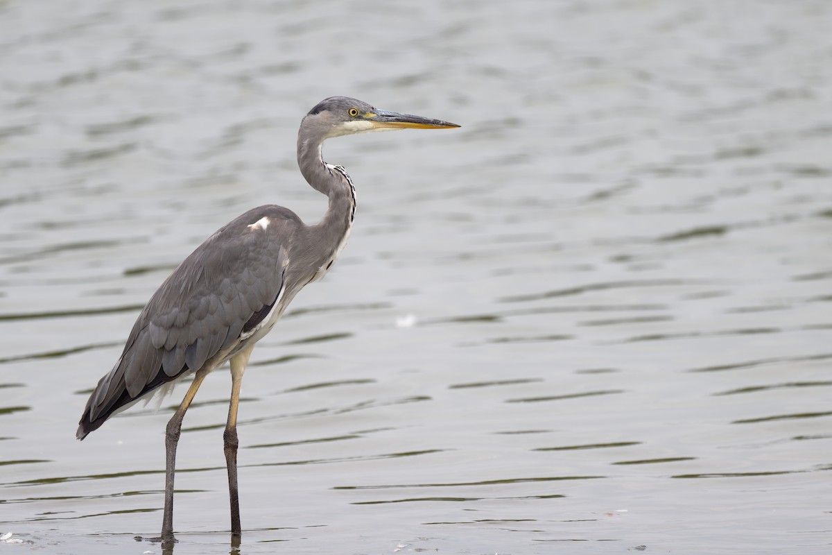 Gray Heron - ML622120522