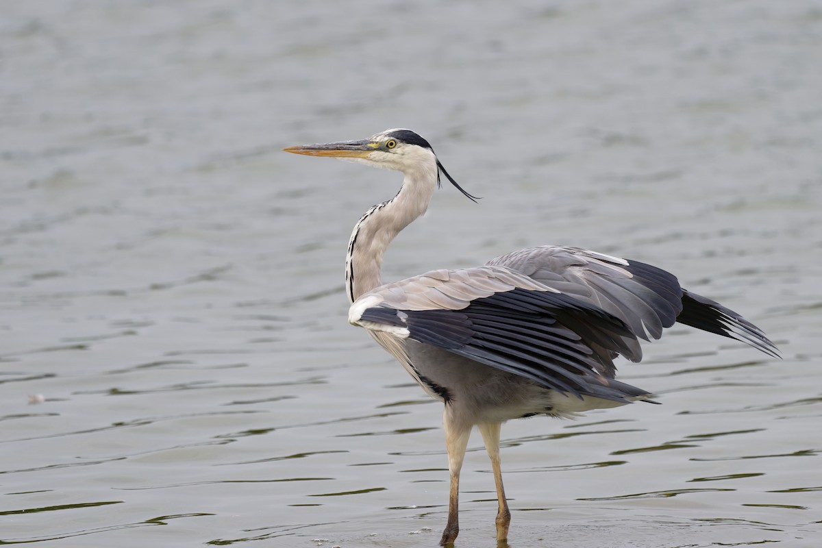 Gray Heron - Andreas Stadler