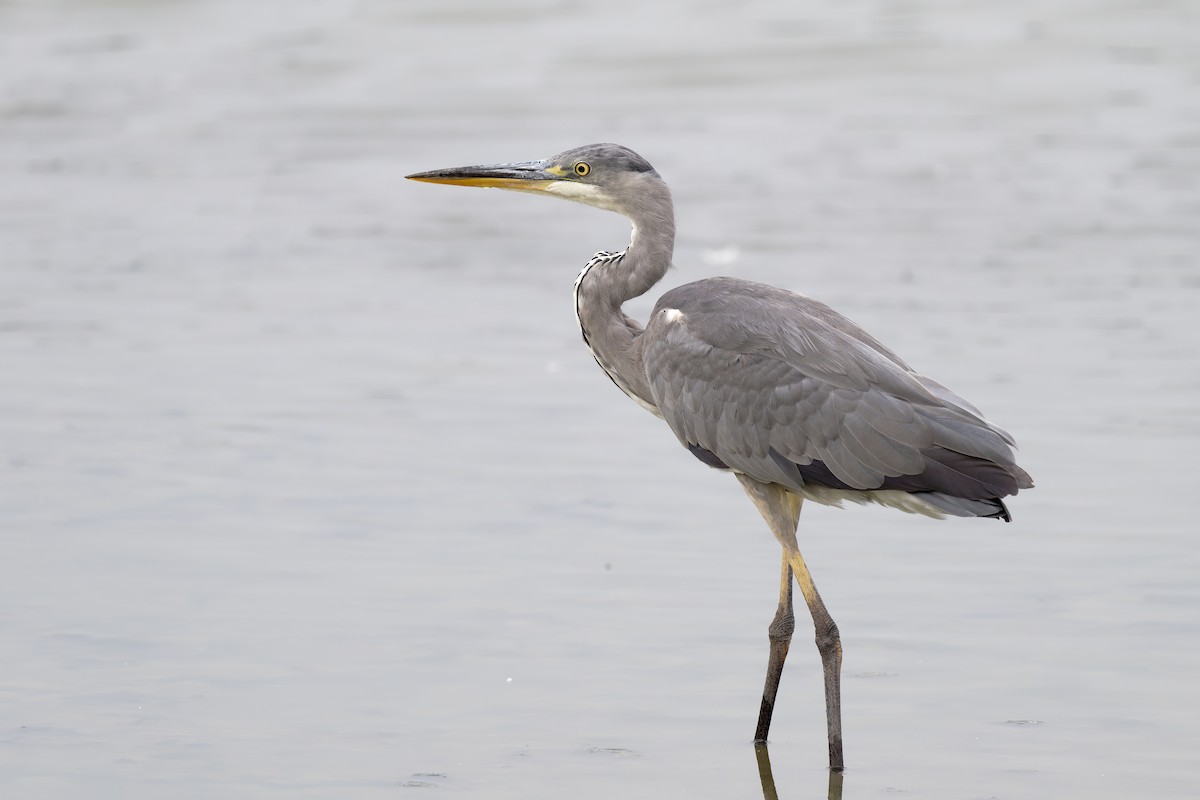 Gray Heron - ML622120525