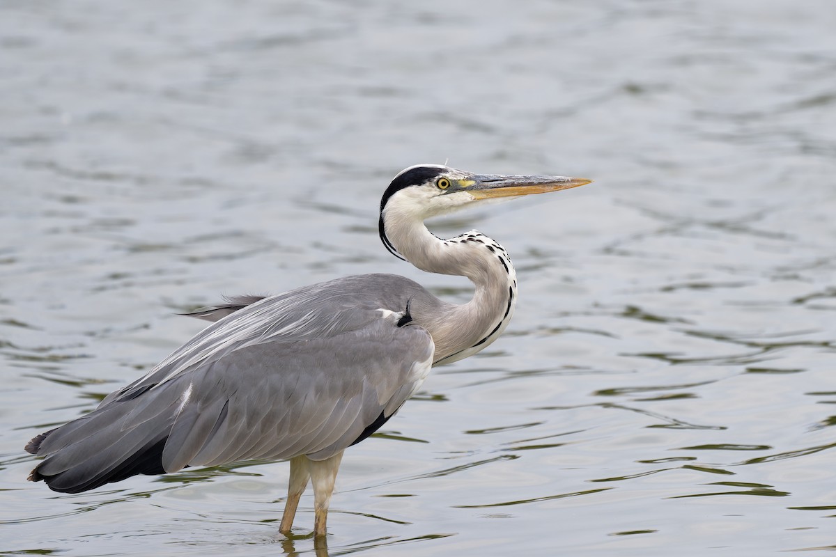 Gray Heron - ML622120526