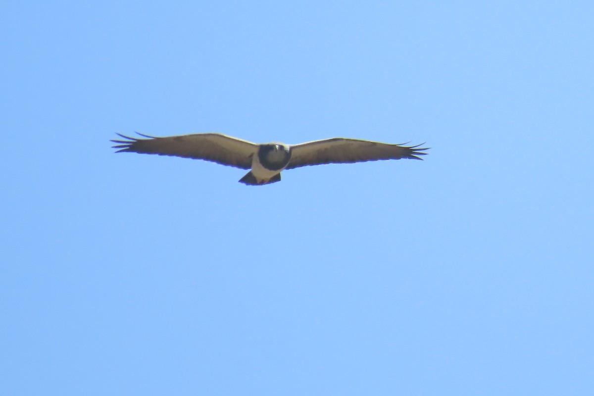 Black-chested Buzzard-Eagle - ML622120527