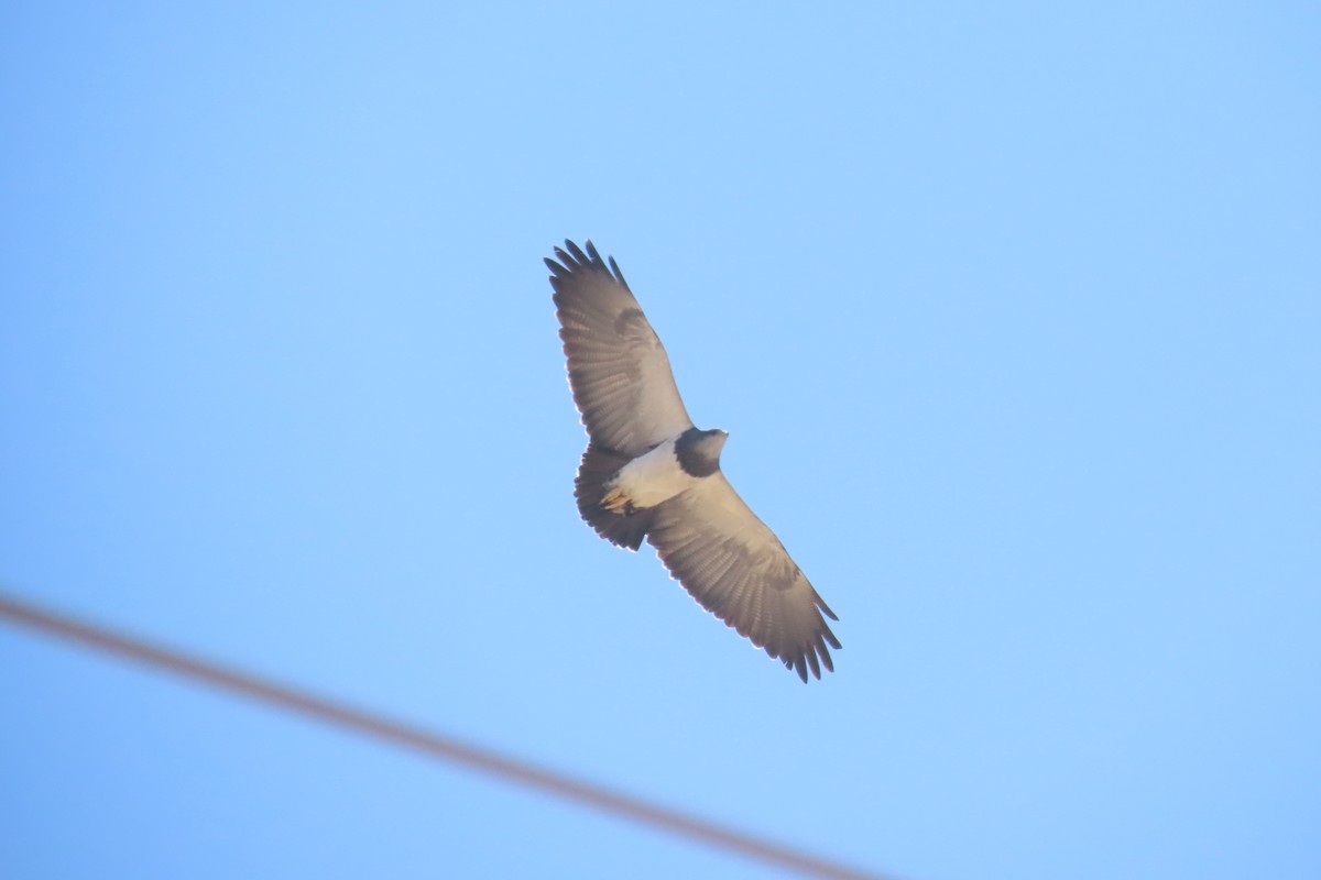 Black-chested Buzzard-Eagle - ML622120528